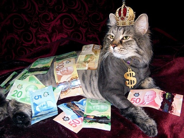 お金にまみれた猫