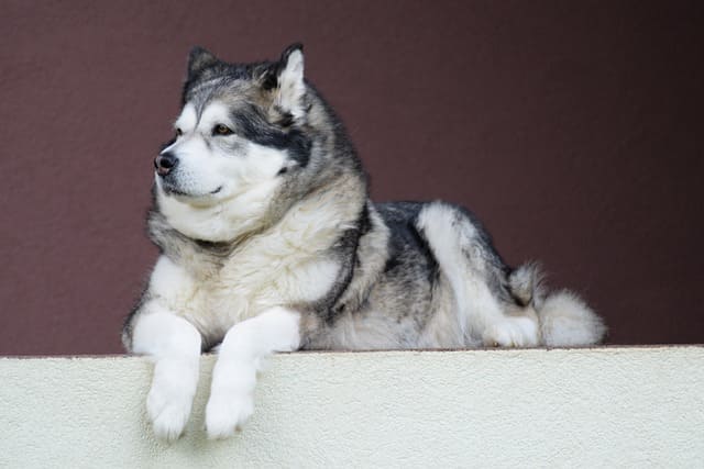 大型犬のアラスカンマラミュート